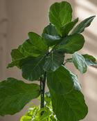 Ficus Lyrata Fiddle Leaf Fig (100 cm) image