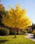 Ginkgo Biloba Maidenhair Tree (50-60 cm) image