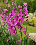 Gladiolus Communis Byzantinus (50 Bulbs) image