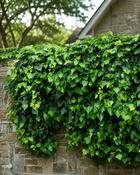 Hedera Hibernica (45-50 cm) image