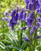 Hyacinthoides Non-scripta - English Bluebells (1000 Bulbs)