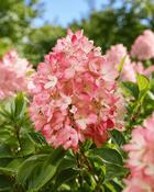 Hydrangea Paniculata Groundbreaker Blush (35-40 cm) image