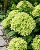 Hydrangea Paniculata Groundbreaker Green (35-40 cm) image