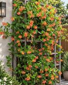 Lonicera Brownii Dropmore Scarlet (45-50 cm) image