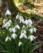 Miscellaneous Galanthus Elwesii (175 Bulbs) image