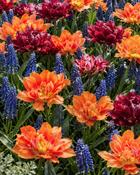 Mixed Collection (30 Bulbs) image