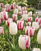 Mixed Collection (10 Bulbs)