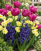Mixed Collection (10 Bulbs) image
