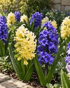 Mixed Collection (15 Bulbs)