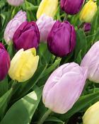 Mixed Collection (18 Bulbs) image