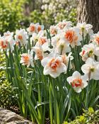Narcissus Replete (5 Bulbs)