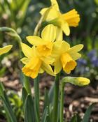 Narcissus Tête-à-Tête (5 Bulbs)
