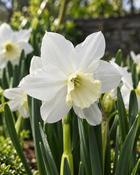 Narcissus Tresamble (5 Bulbs)