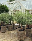 Olea Europaea in Wicker Basket (70-80 cm Stem + 40-50 cm Head)