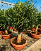 Olea europaea – Olive Tree (180cm) image