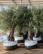 Olea europaea – Olive Tree (250–275cm) image