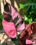 Philodendron Pink Princess Marble (20-25 cm) image