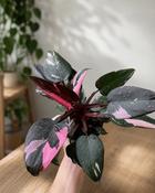 Philodendron Pink Princess Marble (20-25 cm) image