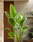 Strelitzia Nicolai White Bird of Paradise (60-65 cm) image
