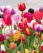 Tulip Triumph Mixed (50 Bulbs) image