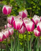Tulipa Alexander Pushkin (5 Bulbs) image