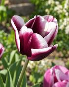 Tulipa Alexander Pushkin (5 Bulbs)