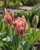 Tulipa Artist (5 Bulbs)