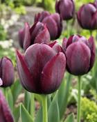 Tulipa Blackjack (5 Bulbs) image
