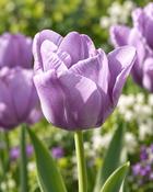 Tulipa Bleu Aimable (5 Bulbs) image