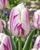 Tulipa Blue Flaming (8 Bulbs)