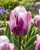 Tulipa Flaming Flag (200 Bulbs) image