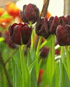 Tulipa Cafe Noir (200 Bulbs) image