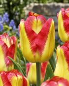 Tulipa Cape Town (5 Bulbs)