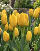 Tulipa Conqueror (5 Bulbs)