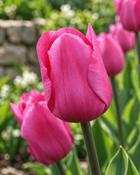 Tulipa Don Quichotte (200 Bulbs) image