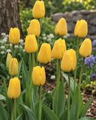Tulipa Golden Apeldoorn (200 Bulbs) image