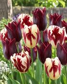 Tulipa Grand Velvet (8 Bulbs)