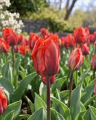 Tulipa Hermitage (5 Bulbs)