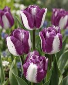 Tulipa Hotpants (5 Bulbs)