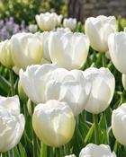 Tulipa Lanka (5 Bulbs)