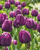 Tulipa Negrita (700 Bulbs) image