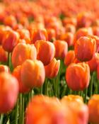 Tulipa Orange Cassini (700 Bulbs) image