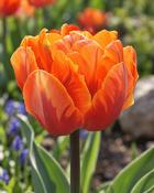Tulipa Orange Princess (5 Bulbs)
