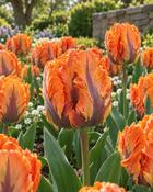Tulipa Orange Rococo (5 Bulbs)