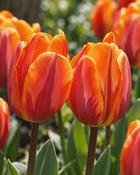 Tulipa Prinses Irene (200 Bulbs) image