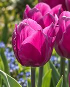 Tulipa Purple Prince (5 Bulbs)