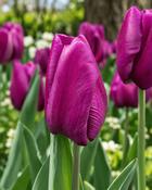 Tulipa Purple Prince (200 Bulbs)