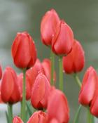 Tulipa Red Impression (700 Bulbs) image