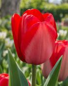 Tulipa Red Riding Hood (5 Bulbs)