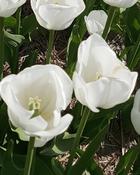 Tulipa Royal Virgin (700 Bulbs) image